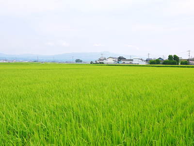 熊本の美味しいお米（菊池水源棚田米、砂田のれんげ米、七城米）大好評発売中！こだわり紹介　その３_a0254656_14431474.jpg