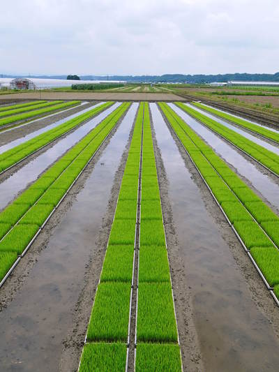 熊本の美味しいお米(菊池水源棚田米、砂田のれんげ米、七城米)大好評発売中!こだわり紹介 その3_a0254656_1494048.jpg