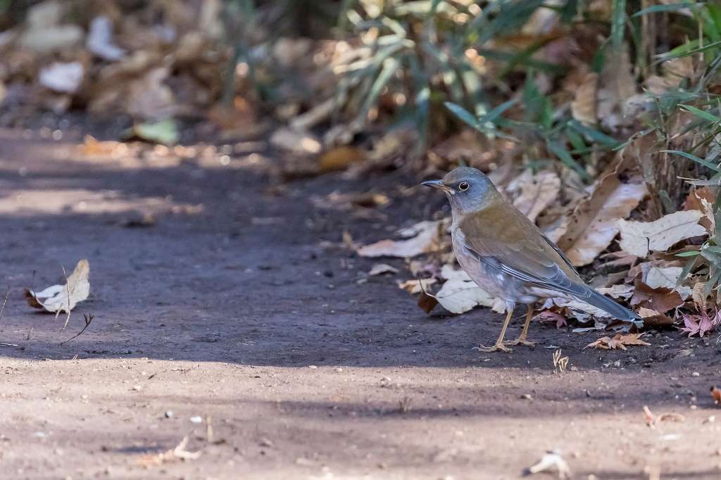 シロハラ、ソウショウ、シメ_f0044056_09003940.jpg