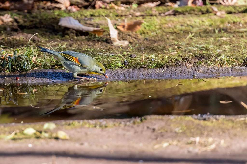 シロハラ、ソウショウ、シメ_f0044056_09022100.jpg