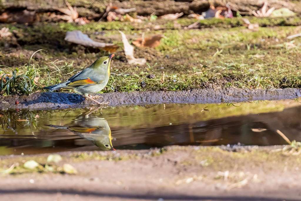 シロハラ、ソウショウ、シメ_f0044056_09024154.jpg