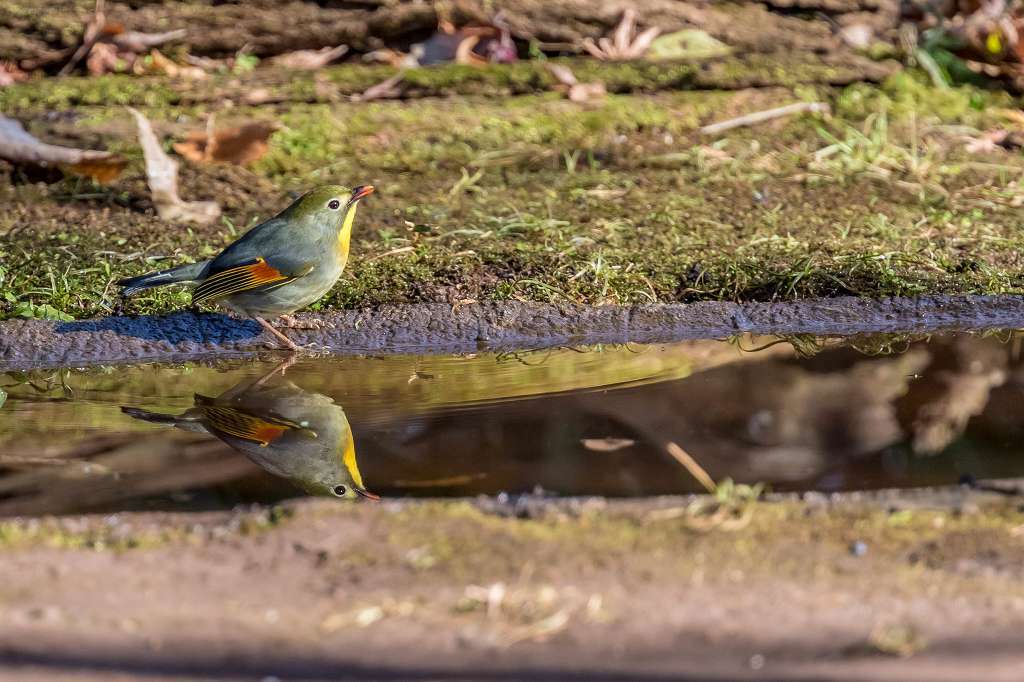 シロハラ、ソウショウ、シメ_f0044056_09030281.jpg