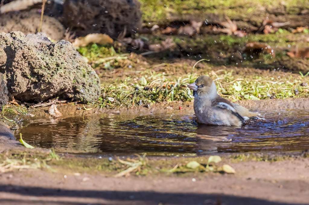 シロハラ、ソウショウ、シメ_f0044056_09072582.jpg