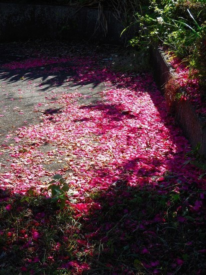 道の駅いぶすき彩花菜館の安納芋ソフトクリーム_f0130557_22192392.jpg