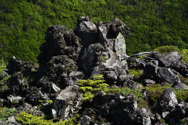 1 八ヶ岳　　北横岳・雨池　　2015.07.20_d0187359_13555313.jpg