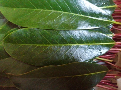 b0368362_16494353.jpg