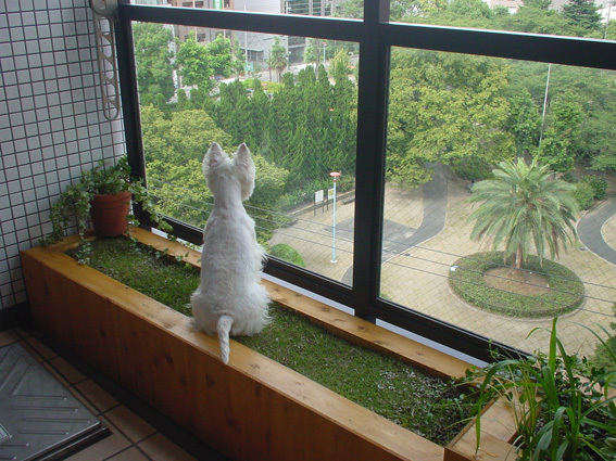 アミィの小さな庭。_b0107163_22202826.jpg