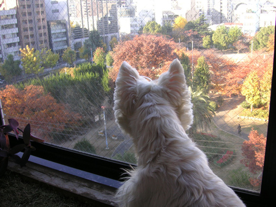 アミィの小さな庭。_b0107163_22203873.jpg