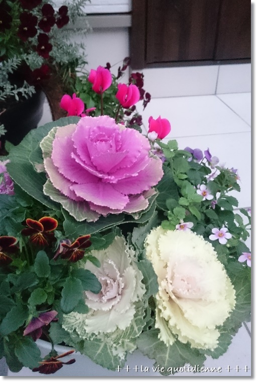 葉ボタンの寄せ植えと美味しいパンと手作り味噌★_a0348473_08594416.jpg