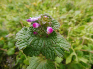 e0046477_2156334.jpg