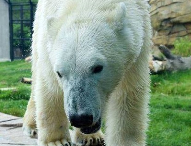 アメリカ・バッファロー動物園に来園したサカーリが検疫期間を終了し新年より一般公開へ_a0151913_483950.jpg