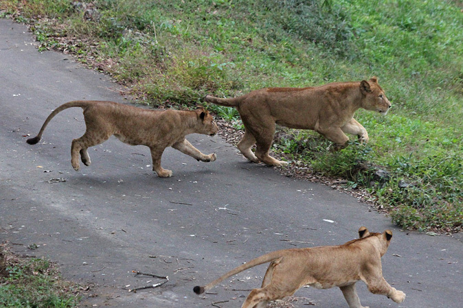 ライオンサファリの秋 木登りライオン 続々 動物園ありマス ライオンサファリの秋 木登りライオン 続々 動物園ありマス