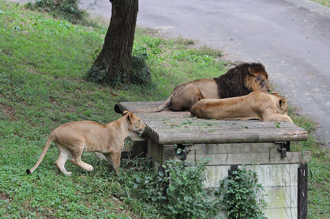 ライオンサファリの秋 木登りライオン 続々 動物園ありマス ライオンサファリの秋 木登りライオン 続々 動物園ありマス