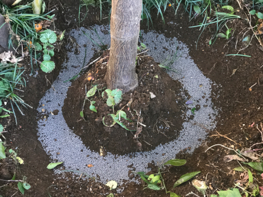 庭の片付け 木々の剪定 ミカンの木に肥料 Lucky Dip666