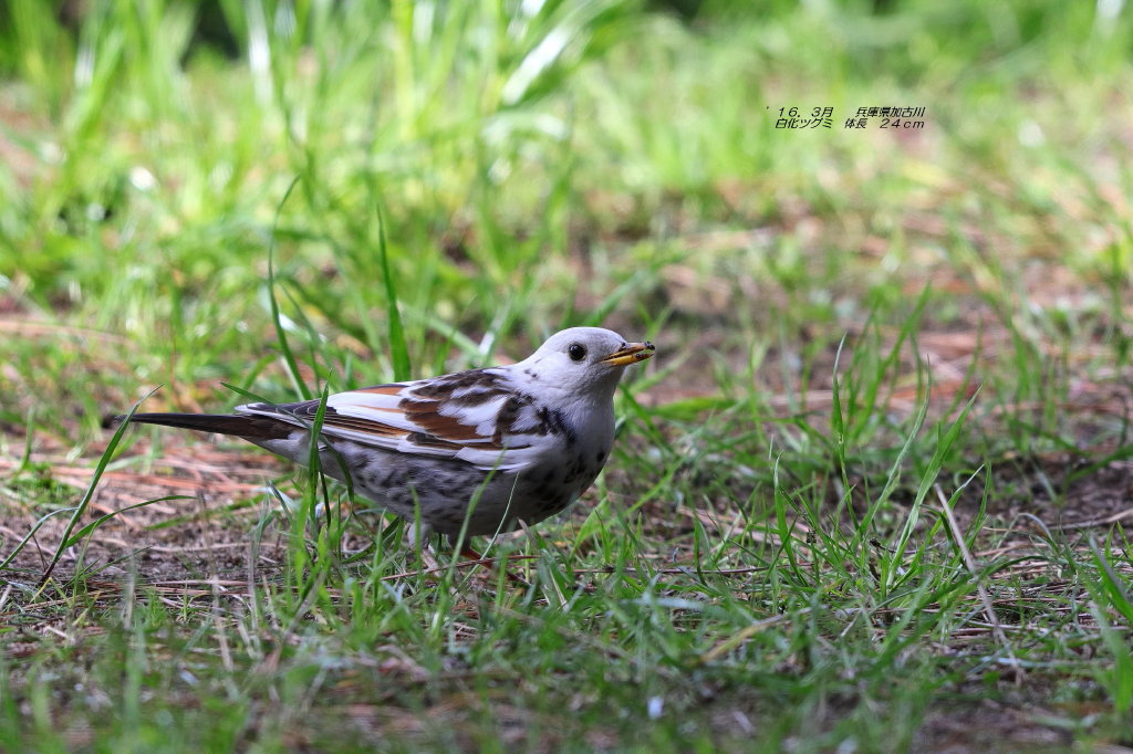 ２０１６年　思い出の鳥撮り①_b0179023_19493336.jpg