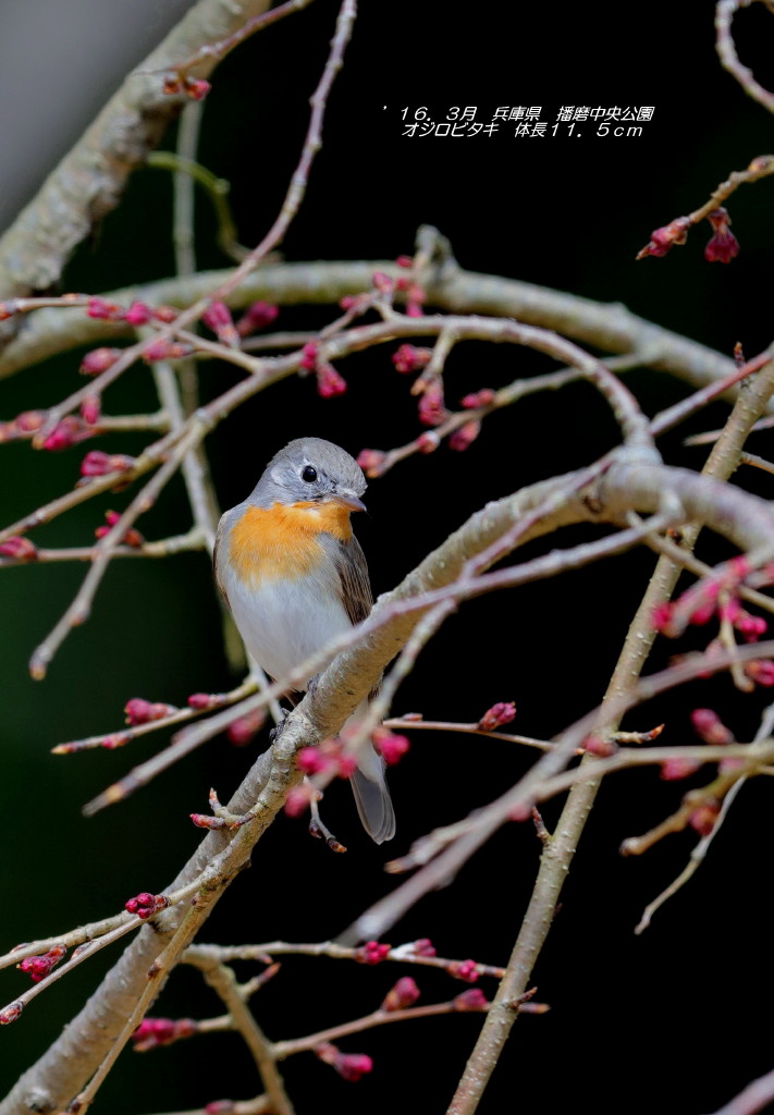 ２０１６年　思い出の鳥撮り①_b0179023_19502245.jpg