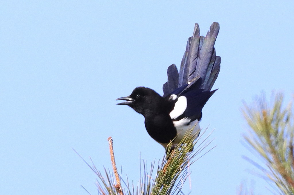 ２０１６年　思い出の鳥撮り①_b0179023_19505448.jpg