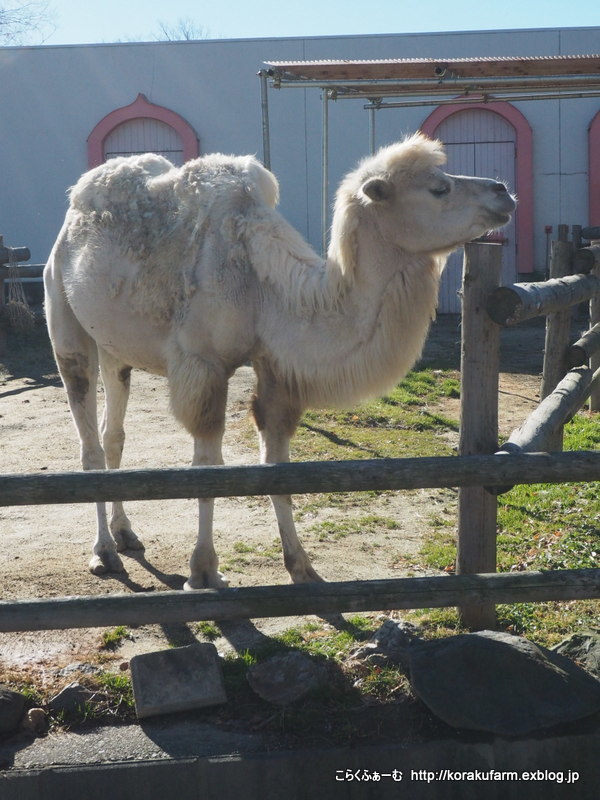 再訪 東武動物公園のラクダさん（2016冬）～マリーちゃんのおやつタイム_c0188824_00405646.jpg