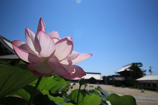 今年の思い出、振り返る(その3)_e0321325_1635835.jpg