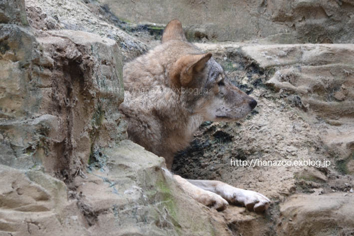 ミロ、波瀾万丈の狼生 1（2010〜2011年）_b0245634_17494816.jpg