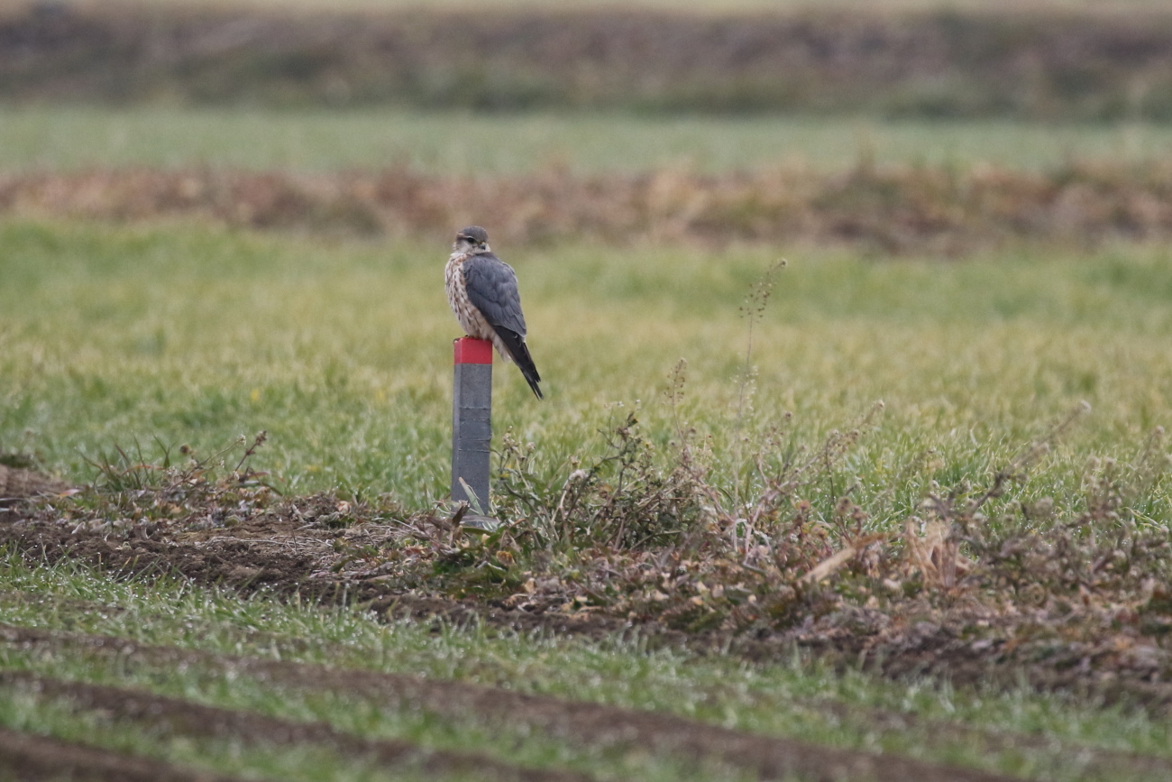 初めて出会えた野鳥たち2016年_c0304040_21313937.jpg