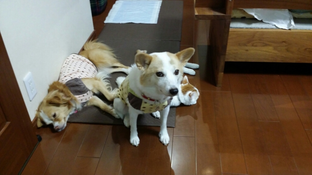 f0046854_21135065.jpg