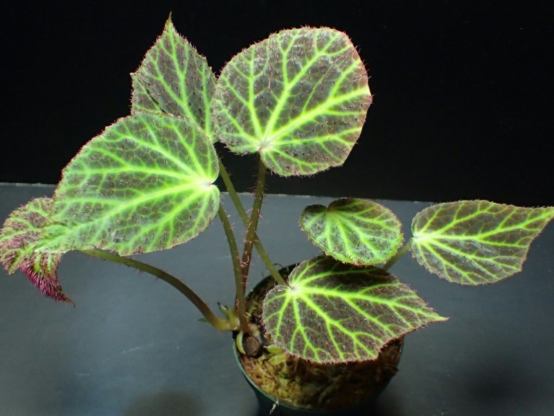 Begonia chloroneura : ベゴの葉っぱ