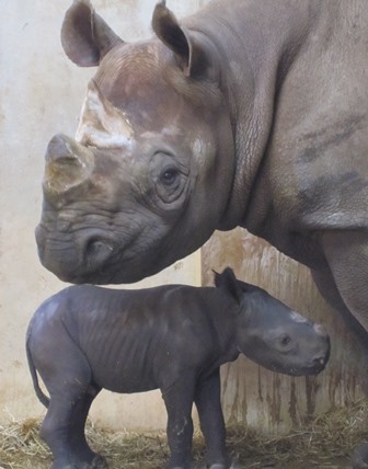 安佐動物公園でクロサイが誕生　2016.08.13_e0266067_00170169.jpg