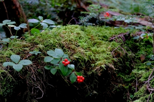 e0304001_17173951.jpg