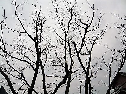 c0112206_1424996.jpg