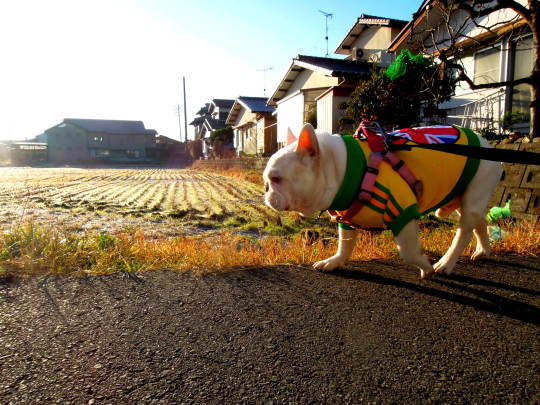 今年もお世話になりました（動画あり）...でしゅ。_a0158613_20570318.jpg