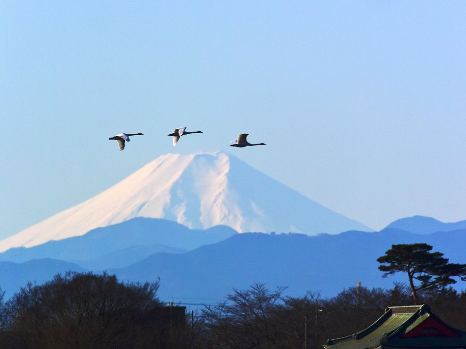 富士山・ハクチョウ・多々良沼の朝_a0031821_1233363.jpg