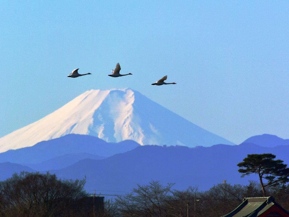 富士山・ハクチョウ・多々良沼の朝_a0031821_1244815.jpg