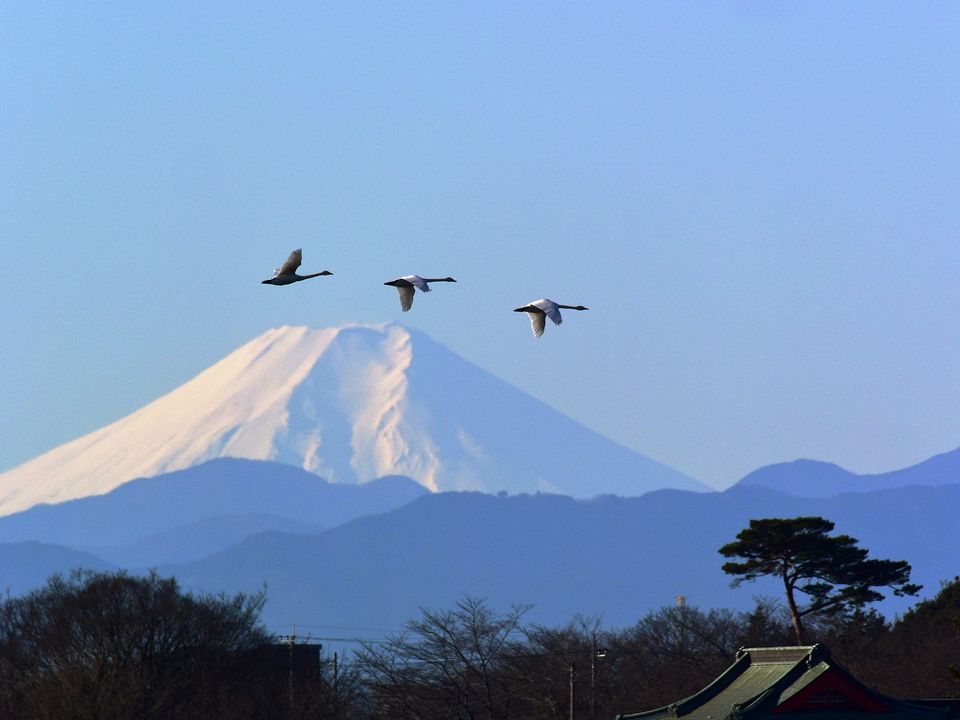 富士山・ハクチョウ・多々良沼の朝_a0031821_126131.jpg
