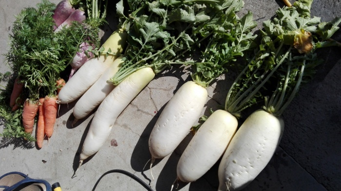 お野菜_e0155231_16414600.jpg