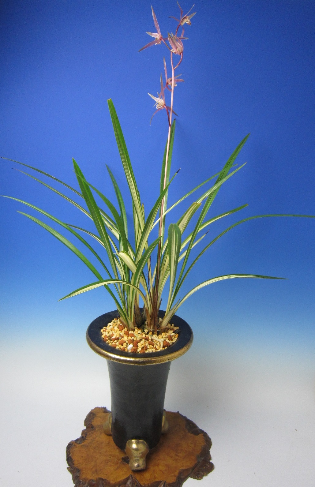 寒蘭 緑宝 : 蘭万園日記