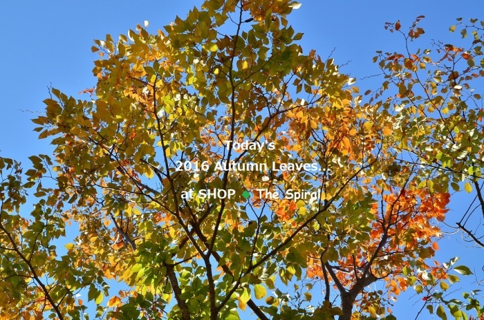”振り返る2016年下半期...７月〜12月\"_d0153941_11422579.jpg