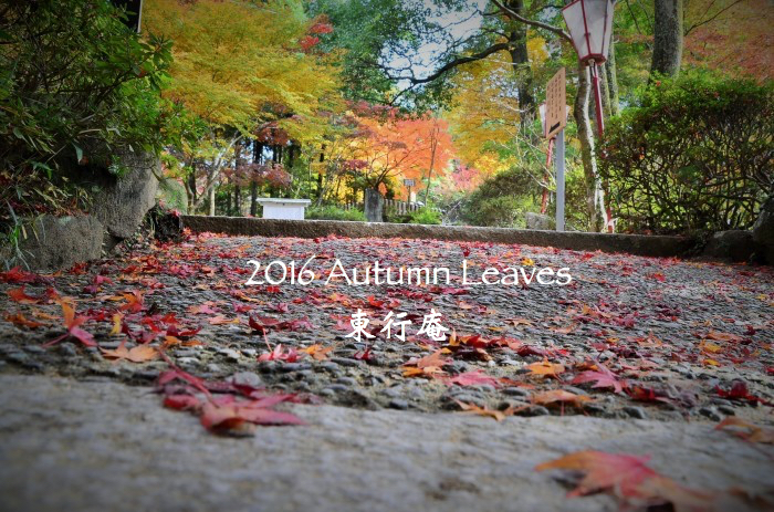 ”振り返る2016年下半期...７月〜12月\"_d0153941_11434079.jpg