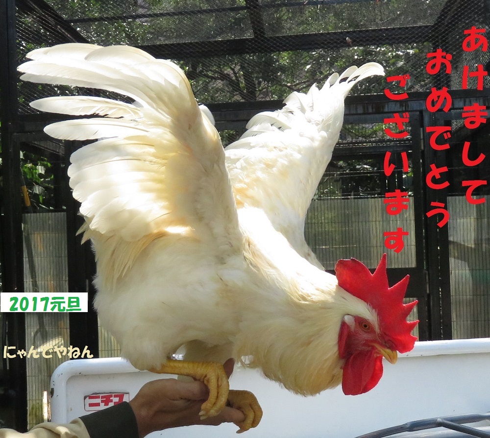 新年_f0002743_1420728.jpg