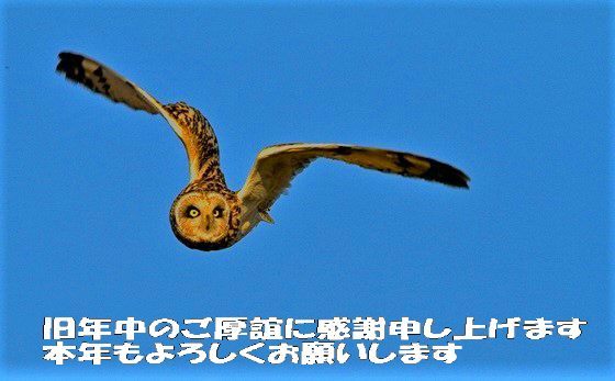 賀　正　　コミミズク、フクロウ、トラフズク_e0139059_20224450.jpg