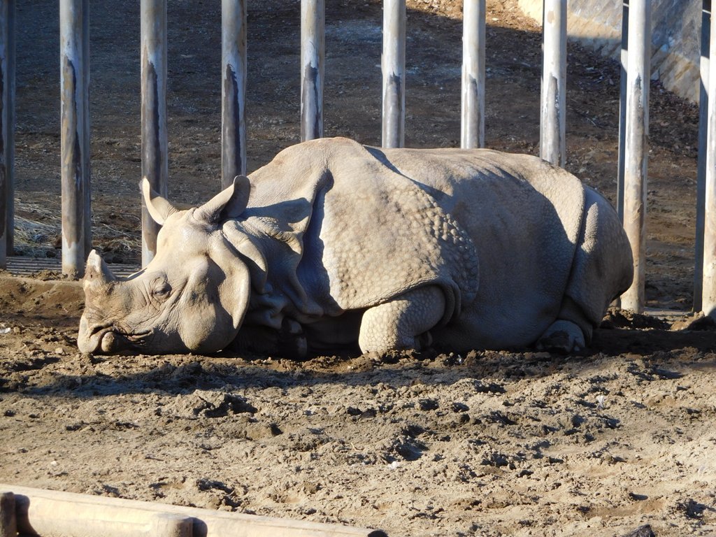 インドサイは落ち葉が好き？@多摩動物公園　       2016.12.25_e0266067_23112545.jpg