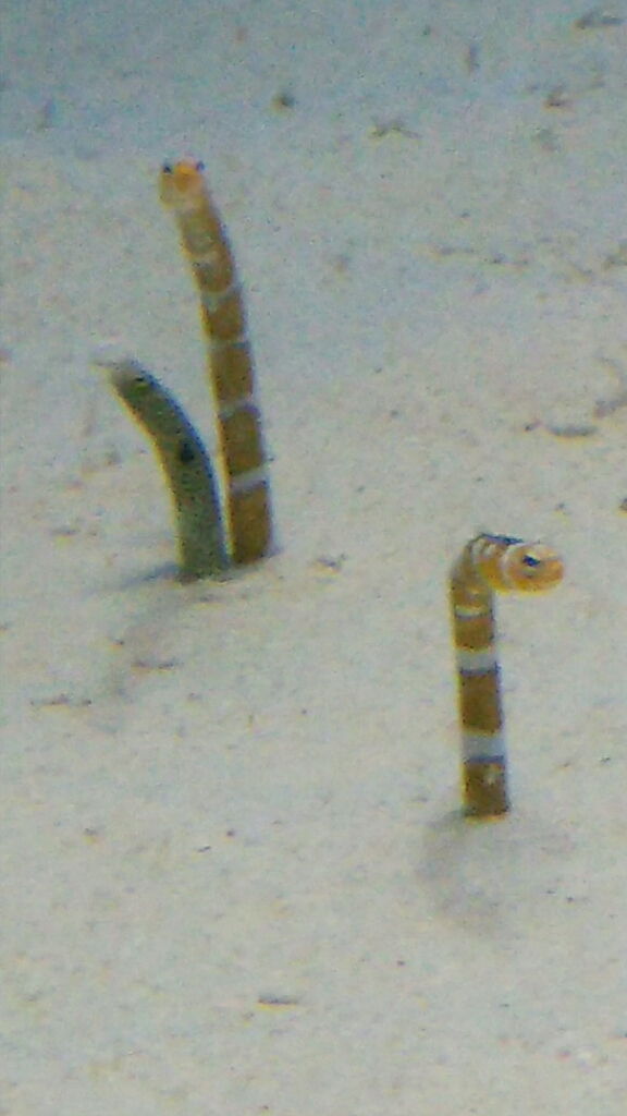 e0361768_21482237.jpg