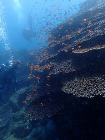 柏島・海のいきもの編_c0018489_20592459.jpg