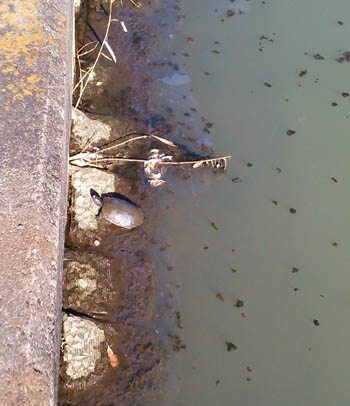c0165803_133989.jpg