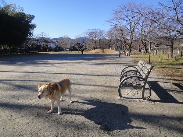 ◎ ２０１７年 ◎ あけましておめでとうございます ◎_f0057509_11472603.jpg