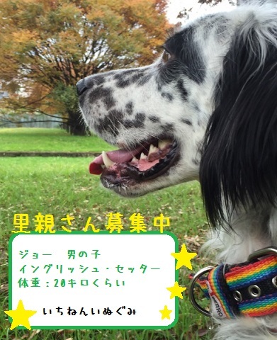 ご支援ニットで犬服縫ってます！_f0343323_14290604.jpg