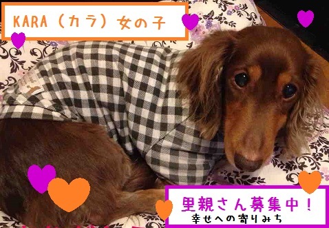 寂しん坊おやじ犬クラブ_f0343323_14293796.jpg