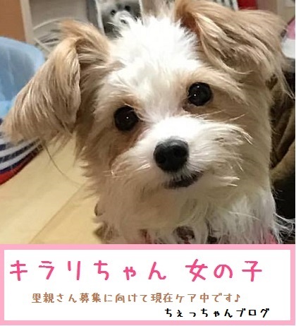 てづくりサーカス出店決定！＆可愛いモデル犬たち_f0343323_14303447.jpg