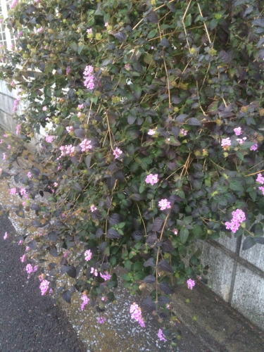 f0327534_12561853.jpg