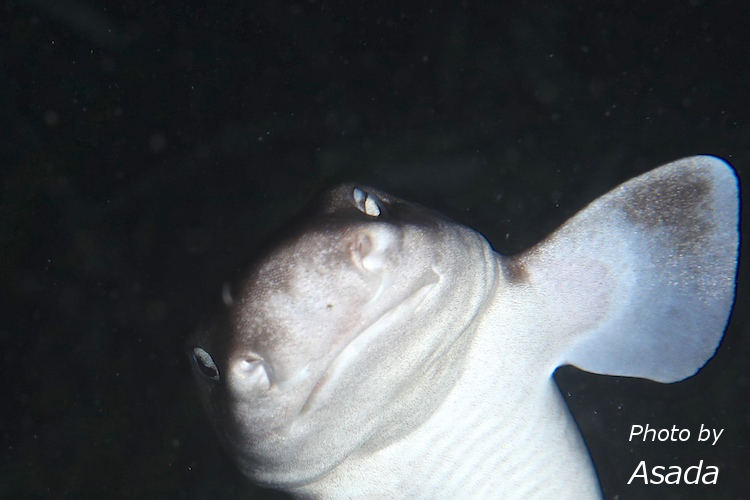 a0150039_11374224.jpg
